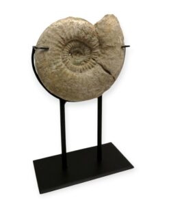 Ammonitesz fosszília fémállványra rögzítve